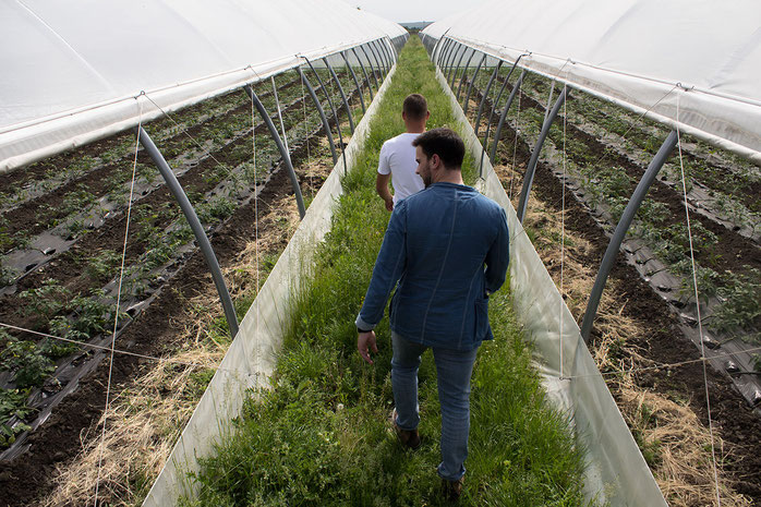Heute ist Timur Muradovs Blick geschult. Routiniert geht er durch die Gewächshäuser, die er einem jungen Landwirt verkauft hat. Bis er in der Landwirtschaft ankam, war es für Muradov ein langer Weg.